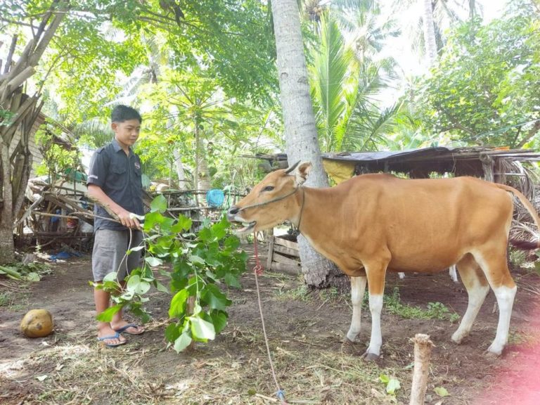 Kemandirian Bayu, Yatim Penggembala Sapi